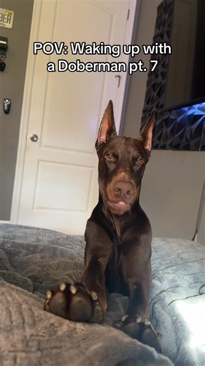 Very vocal today #doberman #dogs #dogslife #doggo #dog #doggy #doggle #dogsofinstagram #dogreels #fblifestyle | The Dobie Team