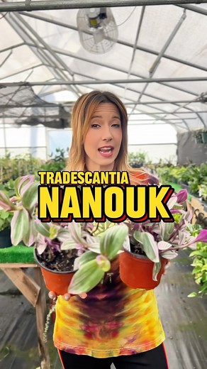 Tradescantia Nanouk is an eye-catching and vibrant indoor plant that boasts a variegated color palette of rich purples, deep greens, and pinks. Perfect for vining and trailing, this low-maintenance plant will make a dynamic and unique feature in any living space. Tradescantia Nanouk care: This plant prefers a well draining soil that is rich in organic matter. Allow your Tradescantia to dry out almost completely before watering, taking care to not allow it to sit in excess water. Provide your new