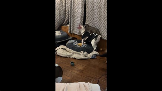 Raccoon plays rodeo with dog