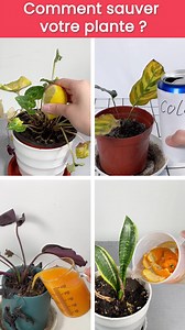 1M views · 293 reactions | ☘️Informations générales, conseils d'entretien et traitement des maladies - un guide de plantation complet est déjà dans votre poche. | Plant Parent | Facebook