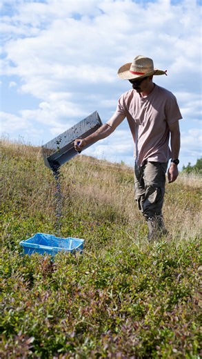 Our favorite raking technique: the sweep! Only suitable when the bushes are low and the berries are perfectly dry and firm 💙 | Josh Pond