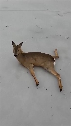 Fishermen in Siberia rescued dozens of stranded roe deer after more than 300 became trapped on frozen lakes during early migration, local officials say. | AP