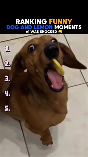 Ranking Dogs Reacting To Lemon 😂🍋🐶 (Wait For #1!)
