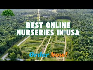 The Best Online Nurseries in the U.S. — And Why TN Nursery Leads the List