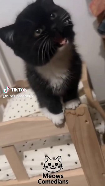 birds breeder (@birds.breeder3)’s videos with original sound - birds breeder