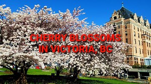 Springtime magic: Exploring Victoria’s cherry blossoms & flower-filled streets