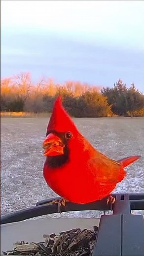 The SECRET to Attracting More Cardinals! 🔴