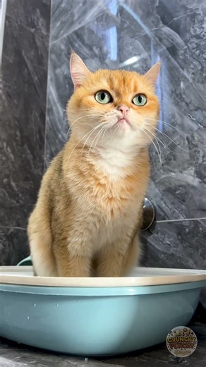 Königliche Katze beansprucht ihr Reich! 😻