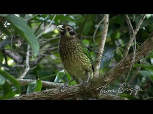 Spotted Catbird pair calling (Ailuroedus melanotis ) HD Video clip 1/1 Tim Siggs ABVC