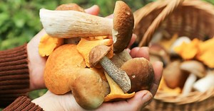 C'est la saison des champignons : voici comment les cueillir et les cuisiner à la maison