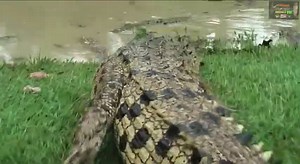 Ultimate crocodile attack compilation