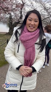 Peak bloom has arrived for the iconic cherry blossoms around the Tidal basin! 7News reporter Joy Wang shares some insider tips on how to make the most out of D.C.'s biggest spring attraction. More: https://bit.ly/3TFoqiD | 7News DC