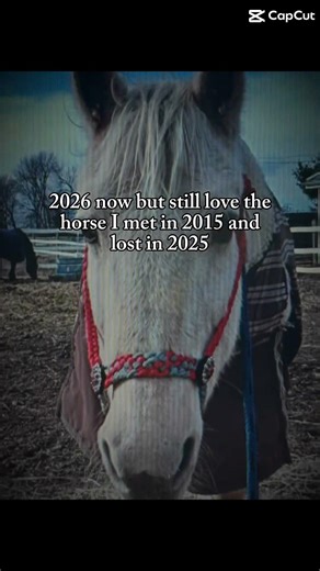 I miss him #Tigger #horse #sad