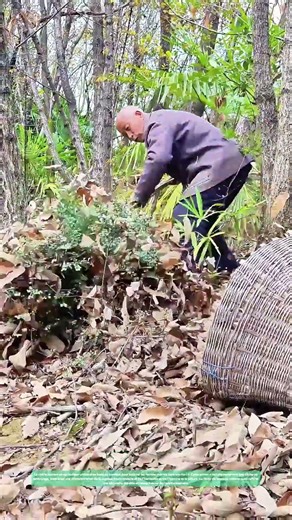 Balayer les feuilles avec art : Comment le bambou devient un allié de la nature