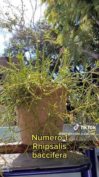 Cuentas recomendadas