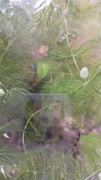 Zebra fish breeding process