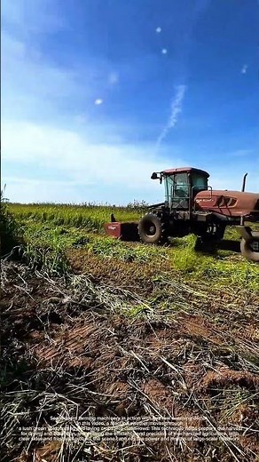 Modern Farming with MacDon – Swathing Tall Crops Efficiently! #heavymachinery #farming #agriculture