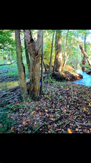 1.2M views · 10K reactions | Mega Beaver Dam Water Flushed Thru The Little Dams And We'll Remove The Rest! #beaverdam #beaverdamremoval #damremoval #beavers #dam #flowing #rushing #drain #draining #water #nature #hunting #mud #workhard #megabeaverdam #creek #terrellspivey #viralreels #fbreels #reelsfb | Terrell Spivey | Facebook