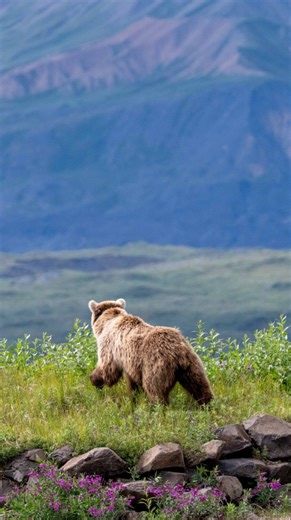In August and September, Denali’s grizzly bears enter hyperphagia, a critical period of nearly constant feeding to prepare for winter hibernation. Luckily, the tundra offers an abundance of ripe berries for when the ground squirrels manage to slip away. #CampDenali | Camp Denali