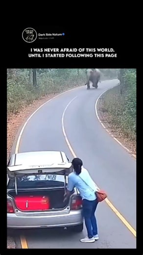 Dark Side Nature | Elephants are the world's largest land animals, renowned for their profound intelligence, complex social structures, and unique... | Instagram