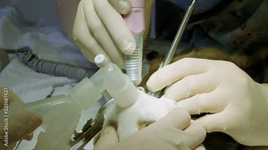 Pets. Vet cleaning mouth and teeth of guinea pig from tartar under anesthesia in veterinary clinic. 4K Stock Video