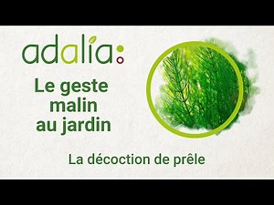 Décoction de prêle : lutte contre les maladies au jardin 🌱