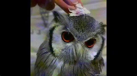 owls make me stop crying #owl #moodboard #pinterest #nostalgia #gif | Owl