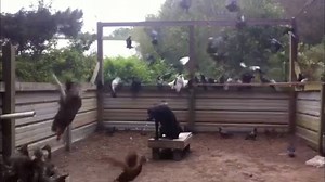 72K views · 448 reactions | Have you ever seen a dog with more self control? The trainers at Sporting Life Kennels are miracle workers! #calmbutready #selfcontrol #train #bredforthis # | Sporting Life Retriever TV | Facebook