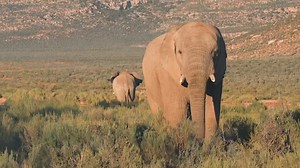 235 reactions | Whether you’re looking to unwind, explore, or entertain the whole family, Aquila offers it all! Take advantage of our mid-year special before it’s too late! Tap here for all details and online bookings:  https://tinyurl.com/2024-SPECIALS ️ 2 hours from Cape Town. Touws River. | Aquila Private Game Reserve | Facebook