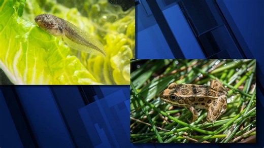 Oregon Zoo prepares 100 imperiled northern leopard frogs for big leap back into the wild
