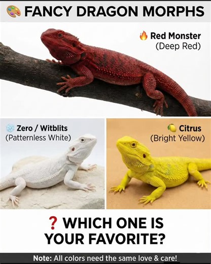 Bearded Dragon Lover on Instagram: "🎨 From Red Monsters to White Ghosts: The colorful world of dragon morphs! Bearded dragons aren’t just brown and grey anymore! Through selective breeding, we now have some absolutely stunning colors and patterns — known as morphs. Here are 3 popular fancy morphs you’ll often see: 🔥 Red Monster: Known for their deep red to maroon coloration. When well bred and well cared for, they can look like tiny mythical dragons! ❄️ Zero / Witblits: These are patternless m