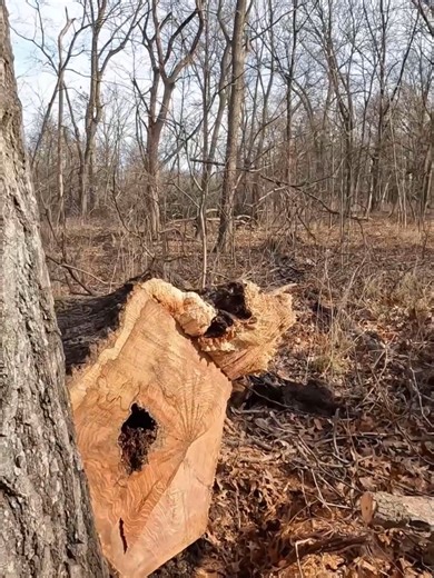 Understanding Life as a Logger: Challenges Faced