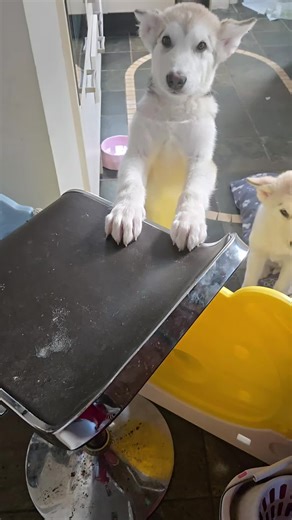 Good Moooorning Mac and Mabel 🎵🐾