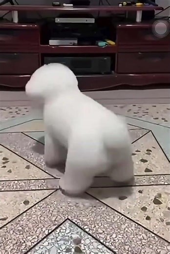 Let’s Party! 🐶💃🕺 | Dog Dancing | Bichon Frise Goes Viral