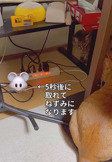 ねずみvs猫のリアルな大捕物｜どこ行くねん？瞬間の動画