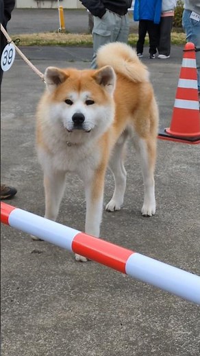 [Akita dog] Exhibition 2025 Latest
