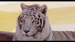 8K VIDEOS UltraHD 60p _ Realistic 8K HDR  _ Demo