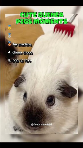 TOP 5 CUTE GUINEA PIGS MOMENTS😍 #guineapig #pets #cute #funny #shorts fyp