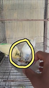 2.5K views · 102 reactions | Budgies eating softfood .. .. ....