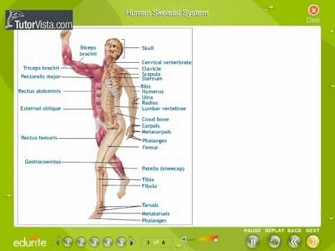 Locomotion And Movement