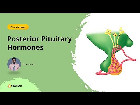 Posterior Pituitary Hormones Introduction | Human Physiology Lecture for Students