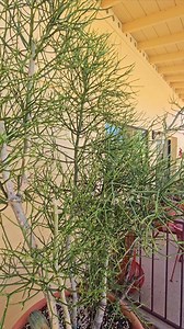 8' Pencil Cactus. How It Looks After Pruning & Cold Damage. It's Beautiful | Joy Us