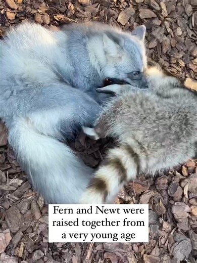 Learning animal body language: When the butt wiggle means