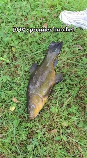 Humour sur la Pêche au Brochet : Ne Paniquez Pas !