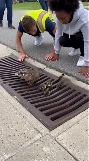 Baby Duck Falls Into Storm Drain — Watch the Heartwarming Rescue Moment #animals
