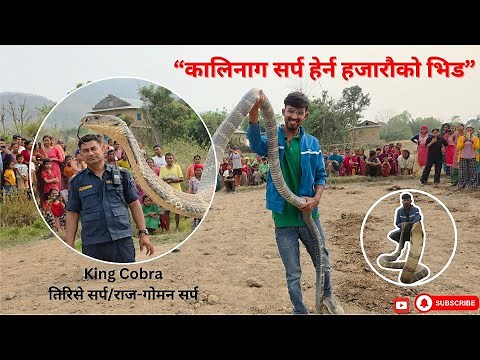 Magnificent King Cobra (Ophiophagus hannah) Rescued in Dang, Nepal! 🇳🇵WWFC-NEPAL
