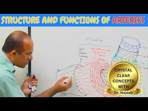 Arteries | Structure and functions🩺