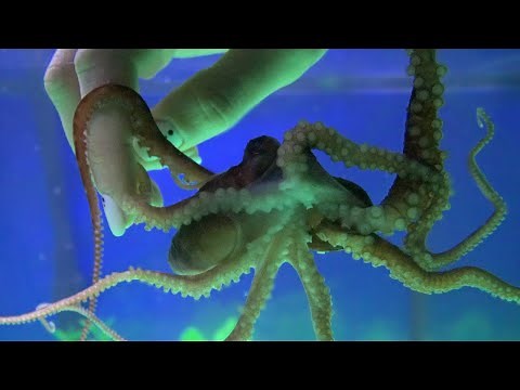 Cutest Baby Octopus in the World - Atlantic White-Spotted Octopus