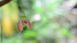 beautiful pink orchid flower. The Orchidaceae are a diverse and widespread family of flowering plants.