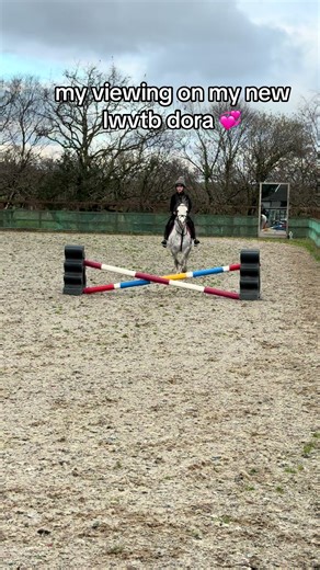 hi this is dora she’s a 12.2 cheeky little welshie i love her she’s such a little pocket rocket 🫶🏻